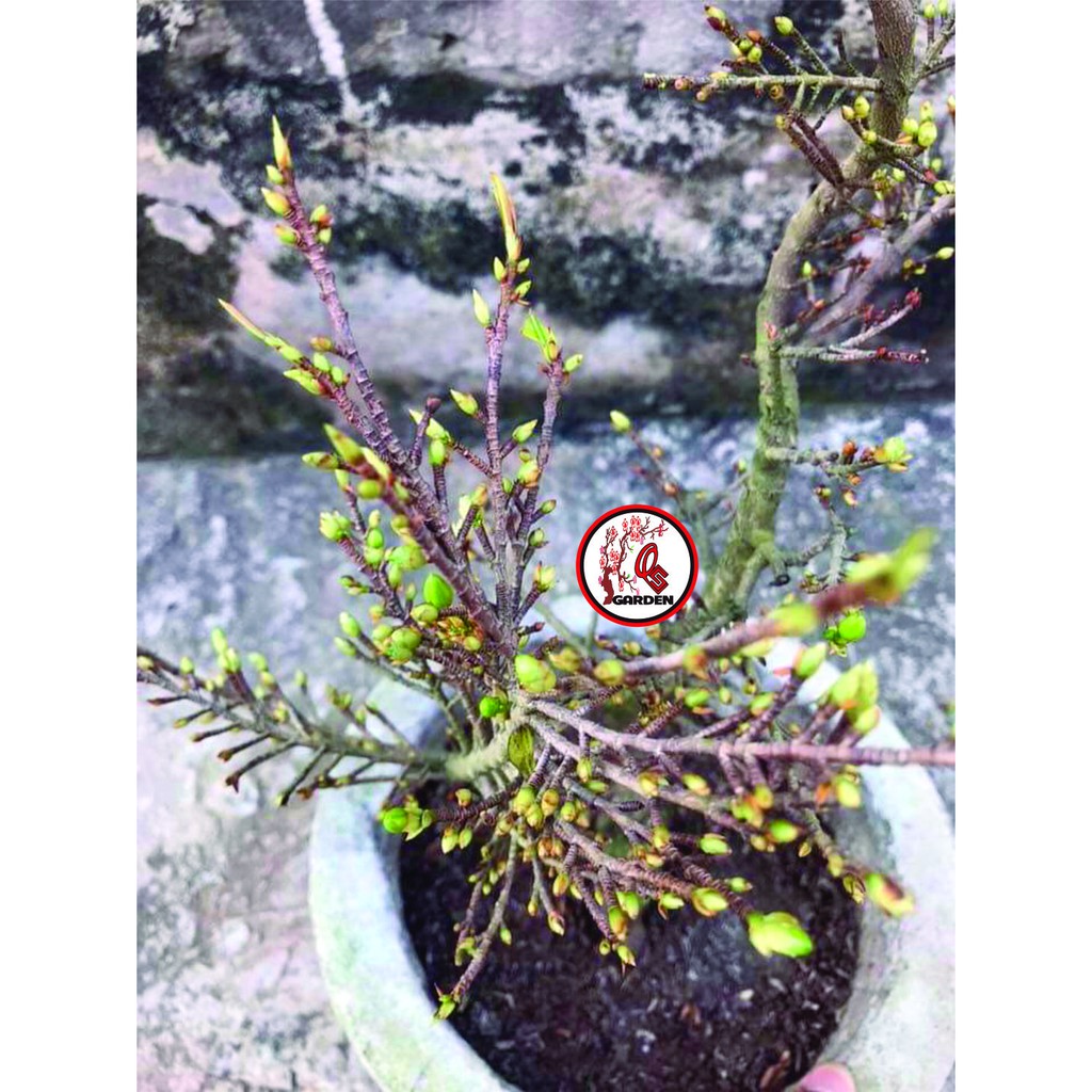 Hoa mai giống siêu bông