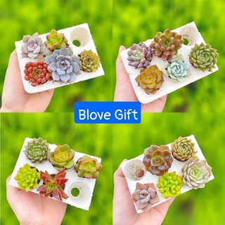 💢Sen đá vỉ mini mix màu 🆕(giao cây ngẫu nhiên)