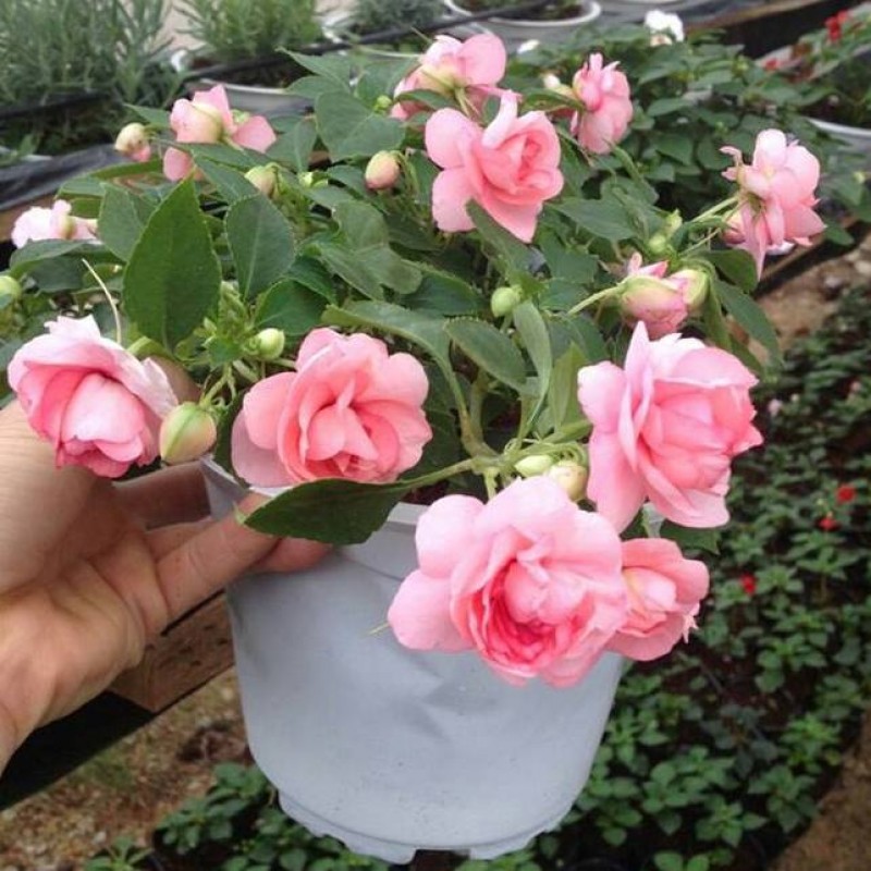 Hạt  giống hoa ngọc thảo kép mix 5 hạt/gói