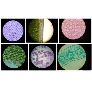 Bộ kính hiển vi trẻ em Microscope 500x