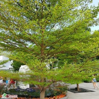 CÂY GIỐNG BÀNG ĐÀI LOAN, CAM KẾT CHUẨN GIỐNG F1