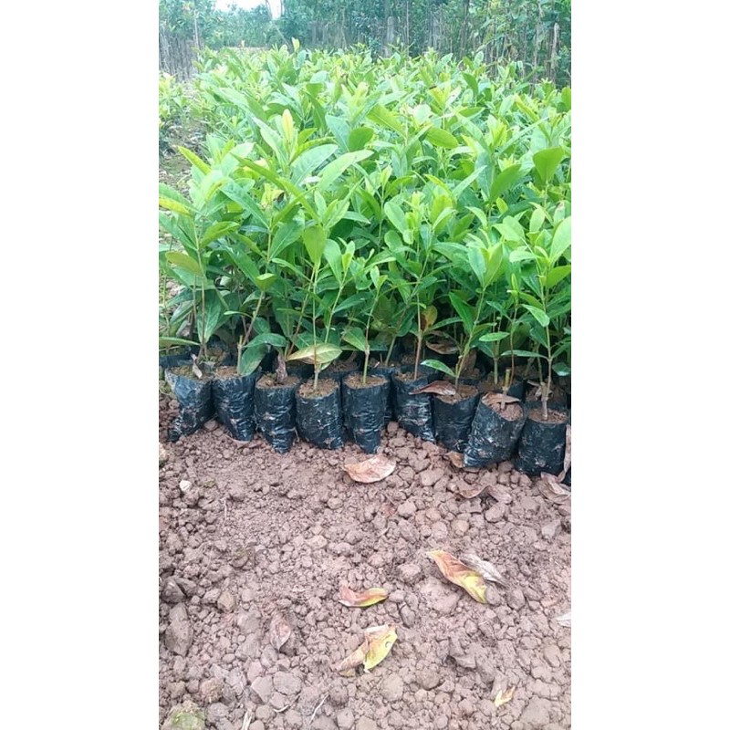 Cây giống hoa mẫu đơn nhiều màu