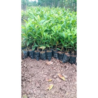 Cây giống hoa mẫu đơn nhiều màu