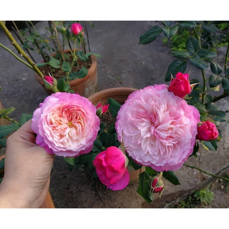 Cây hoa Hồng contans