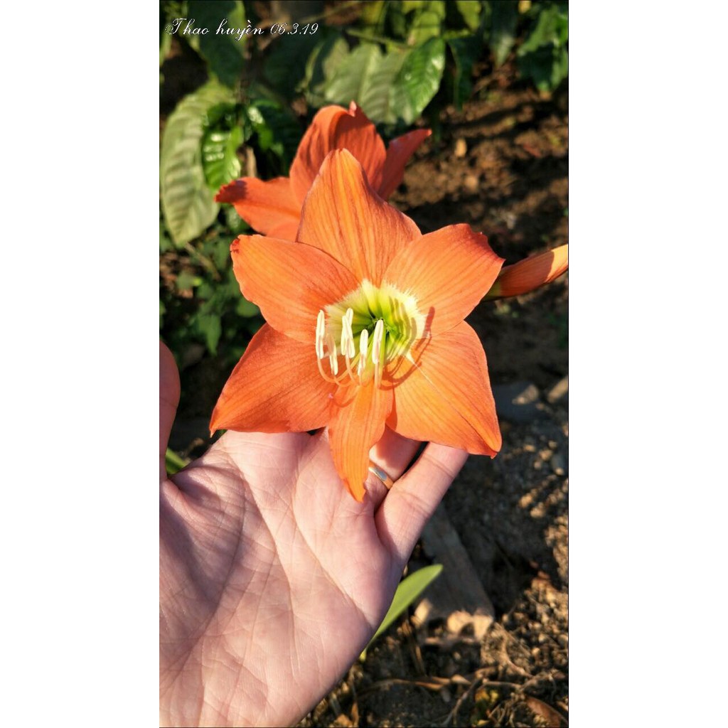 CỦ LAN HUỆ CAM DẠI CỰC KUTE  - 1 CỦ