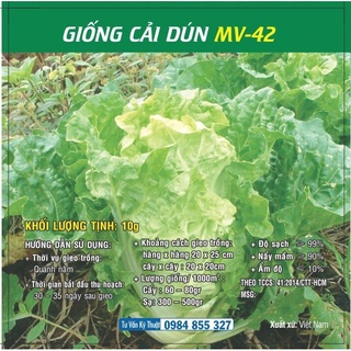 Hạt giống Cải Dún MV - 42