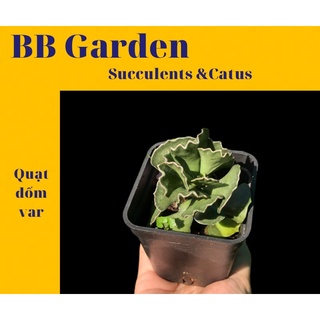 Sen quạt đốm var (kalanchoe rhombopilosa var. viridifolia)