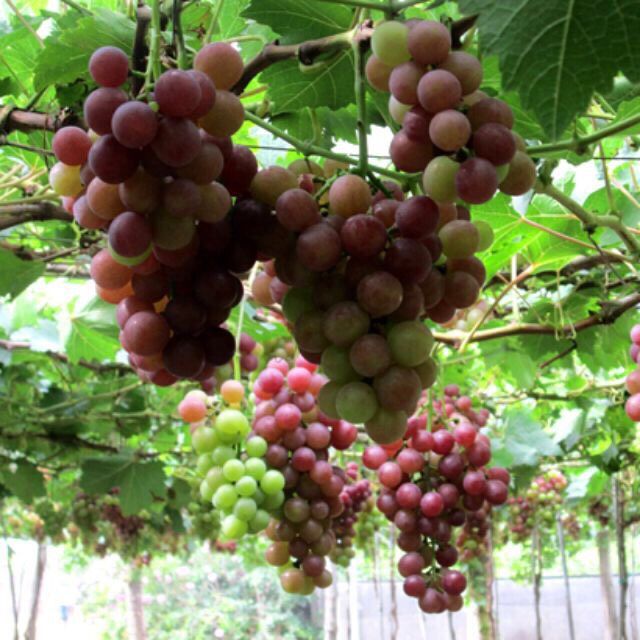 CÂY GIỐNG NHO LÙN PHÁP 🍇🍇.LOẠI GỐC TO. ĐẸP