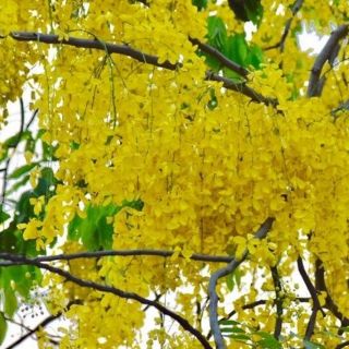Cây Osaka vàng(muồng hoàng yến) cao 30-40cm