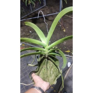 [FREESHIP - Xả Khô Máu] Hoa Lan Ngọc Điểm Rừng