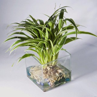 cây lan chi trồng thủy sinh