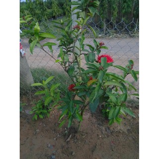 Cây mẫu đơn hoa to, khoảng 1m, hoa đỏ