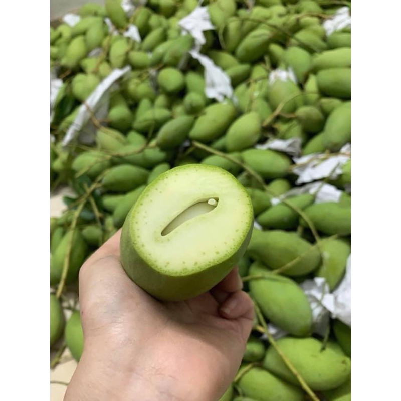 XOÀI BAO TỬ 1 Kg NƯỚC CHẤM XOÀI 500ml