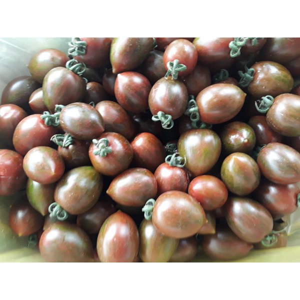 Hạt giống Cà chua Cherry Socola 3 hạt ❤️FREESHIP EXTRA❤️
