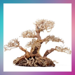 Bonsai Cổ Thụ Đế Đá 3 Thân Size 20x15 - [ Xưởng Thủy Sinh TS Online37 ]