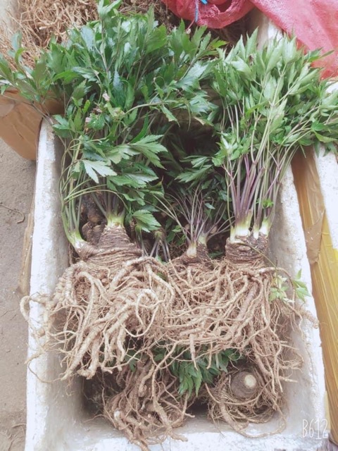 🍀☘️SÂM ĐƯƠNG QUY 2 củ ký loại chọn 🌿🍃🌴