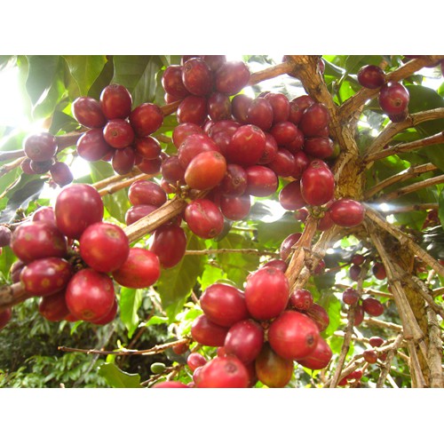 [ Rẻ nhất ]Cà phê Robusta nguyên chất  2 gói 500G= 1kg | BigBuy360 - bigbuy360.vn