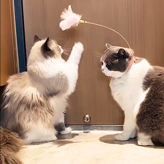 VÒNG CỔ ĐỒ CHƠI CHO MÈO