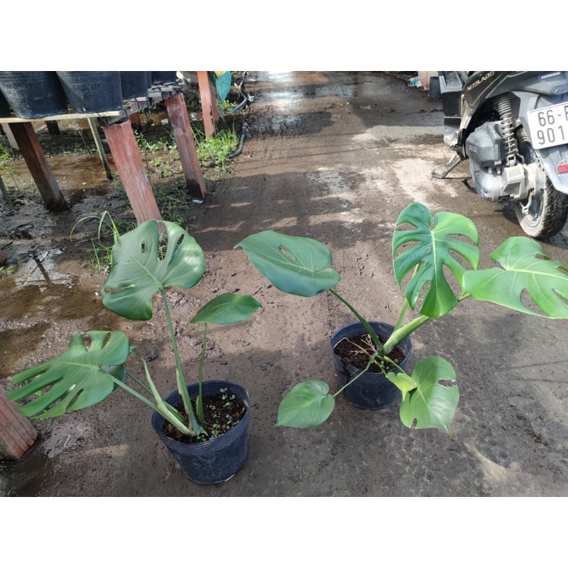 Trầu Bà Nam Mỹ