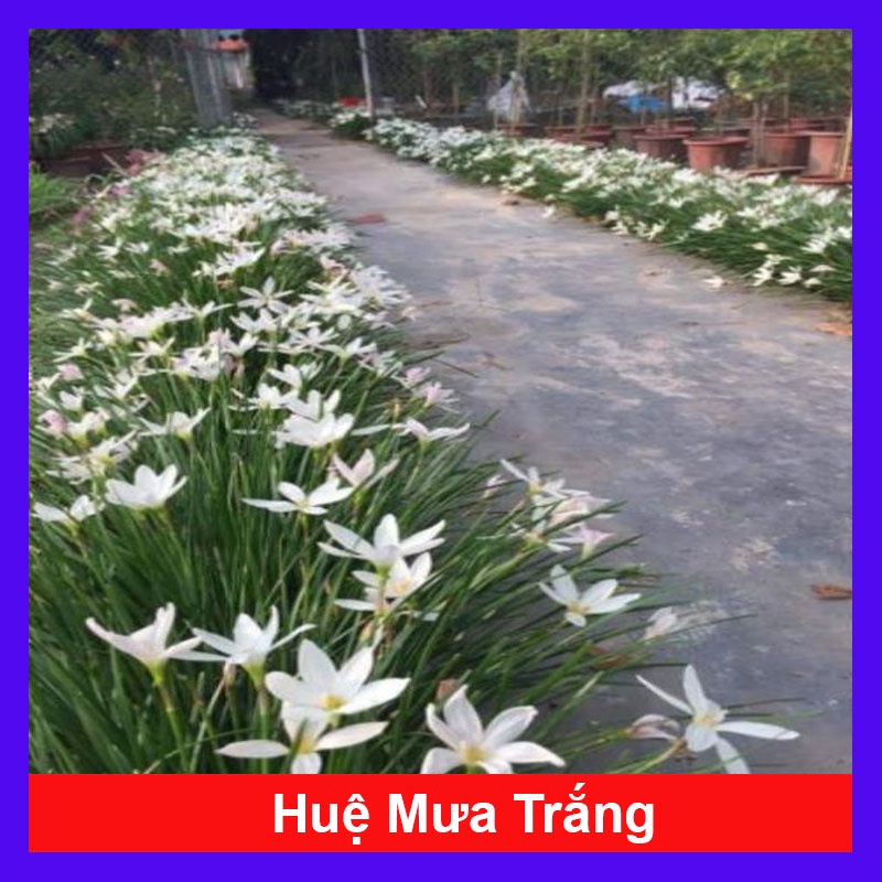 Cây huệ mưa (trắng) - cây cảnh sân vườn + tặng phân bón cho cây