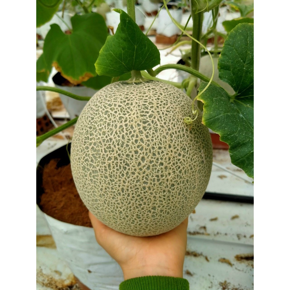 20h Hạt Giống Dưa Lưới Ruột Vàng Chịu Nhiệt Hales - TaNe Garden