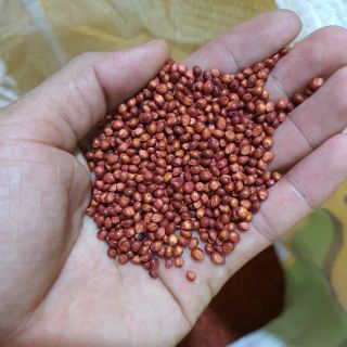 Hạt giống cỏ chăn nuôi