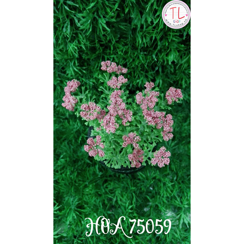 Chậu hoa bi hồng xinh xắn