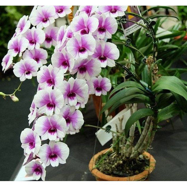 Hoa lan DENRO THAI LAN YAYA mini chậu size nhỏ hoa quanh năm, hàng nhập THÁI LAN -SIÊU ĐẸP