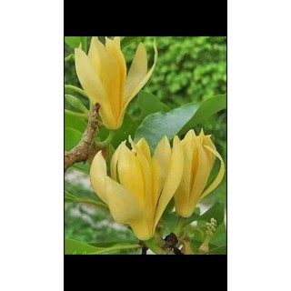 ngọc lan vàng sẵn nụ