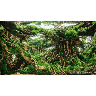 Lũa Rễ Rừng (100g) - ghép bonsai, bố cục