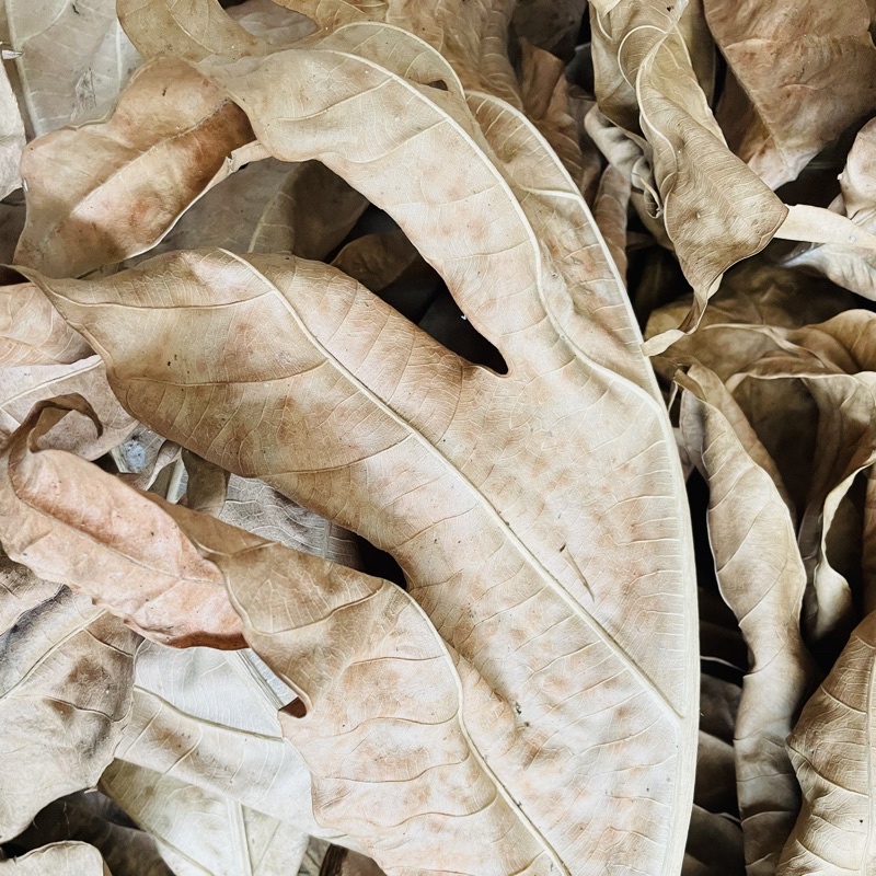 500g Lá Sa Kê Tươi Hoặc Khô Tự Nhiên - Vườn Ươm Thái Ngân