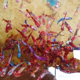 Bầy koi nemo food