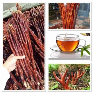 Nấm linh chi sừng hươu 100g