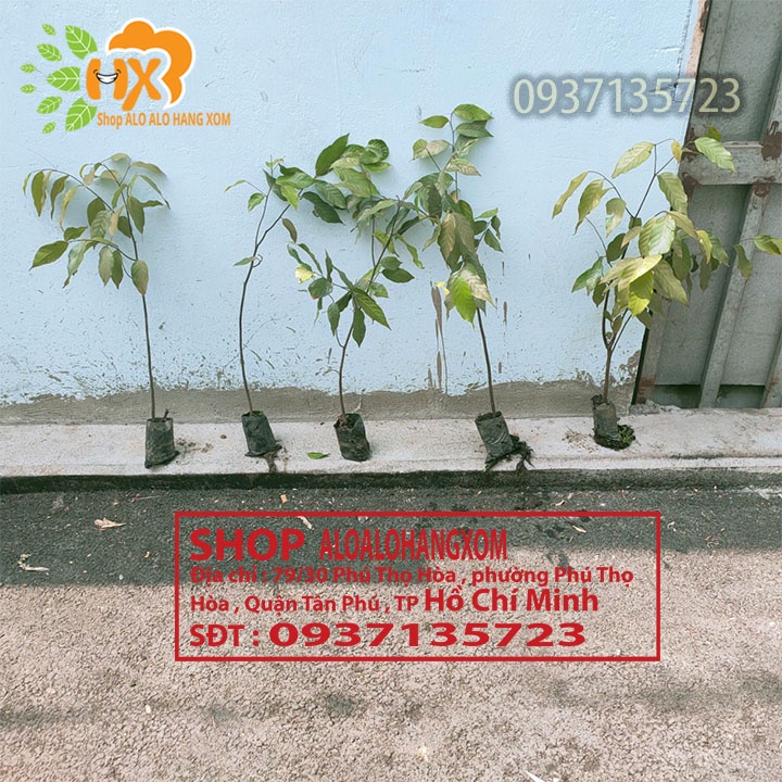 CÂY SAO ĐEN CÂY GIỐNG-COMBO 5 CÂY