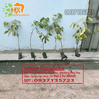Cây sao đen cây giống-combo 5 cây