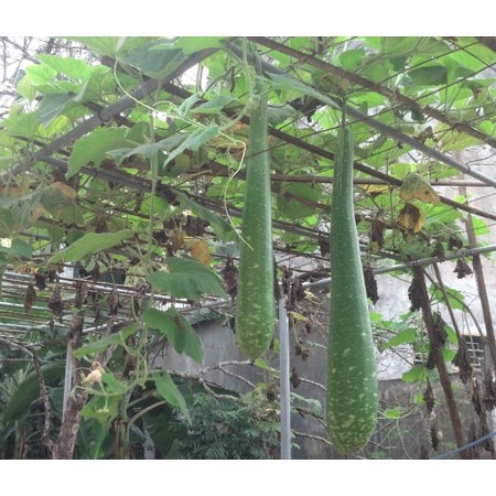 Hạt giống bầu sao trái dài quê  KNS195 - Gói 10 hạt