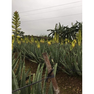 combo 10 Cây giống nha đam Mỹ khổng lồ ( cây trưởng thành cao 1m nặng 15kg)