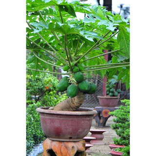 HẠT GIỐNG ĐU ĐỦ CÁC LOẠI - 1 GÓI