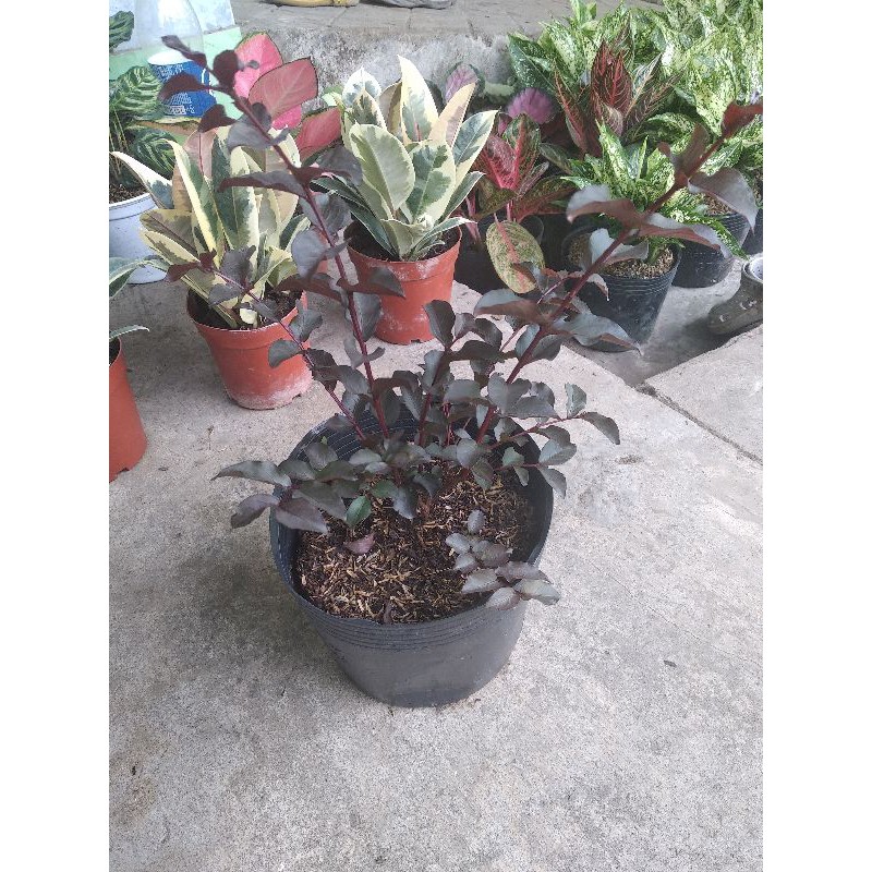 Hoa tường Vy huyết rồng