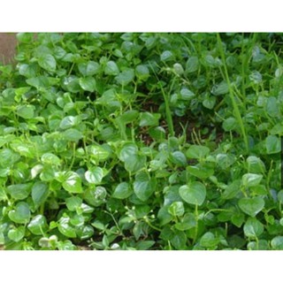 Hạt giống Rau Càng Cua