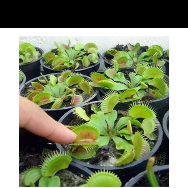 Hạt giống cây bẫy kẹp