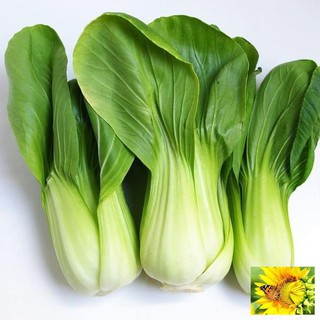⚡️hạt giống rau cải thìa f1⚡️ rau cải chíp cao sản