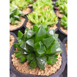Haworthia Mutica size lớn