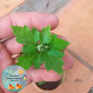 [CG] Cúc Cổ Mi Kép (hoạ mi cánh kép) 15k/cây