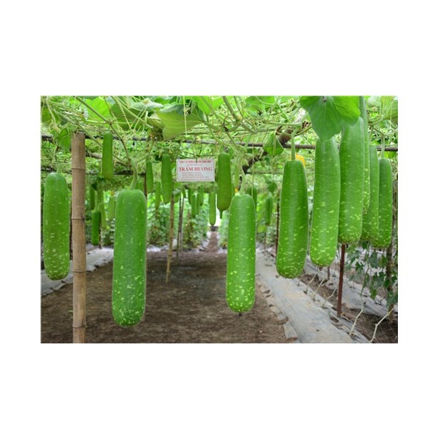 Hạt giống bầu sao lai F1 giòn ngọt - rau củ quả trồng chậu, sân vườn ban công tỉ lệ nảy mầm cao 10 hạt RADO 26