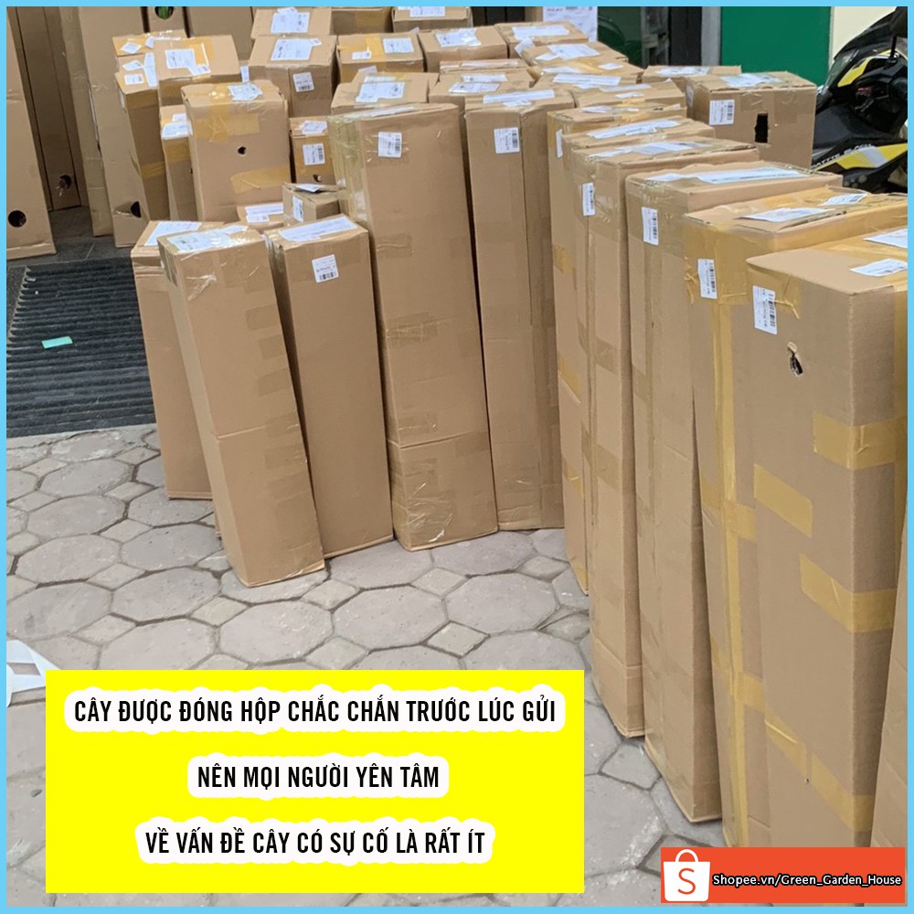 Cây giống dâu quả dài Đài Loan cao 50cm-60cm, cây con giống F1 khỏe mạnh ít sâu bệnh - Vườn Xanh Việt