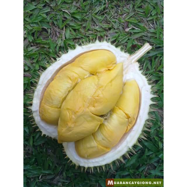 CÂY GIỐNG SẦU RIÊNG MUSANG KING – SẦU RIÊNG MALAYSIA