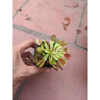 cây cảnh bẫy kẹp bigmouth ,
