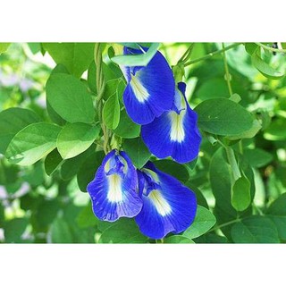 HẠT GIỐNG HOA ĐẬU BIẾC