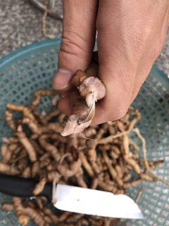 BA KÍCH TÍM QUẢNG NINH ( hộp 1kg ngâm rượu)